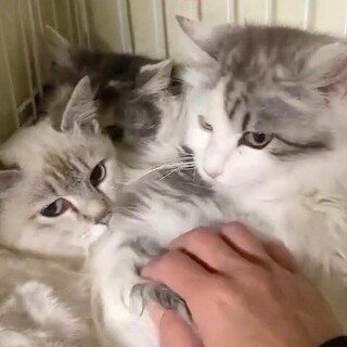 【5/15芝浦】シャム風ブルーアイ・長毛美猫姉妹