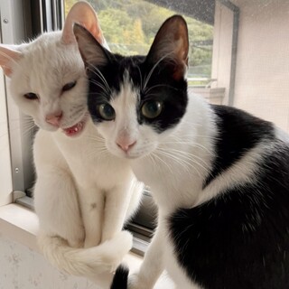 【5/15芝浦】超ゴキゲン膝乗り甘えん坊女の子ペア