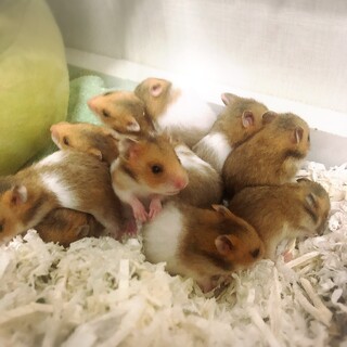 ゴールデンハムスターの赤ちゃん(里親募集)