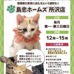 保護猫譲渡会in島忠ホームズ所沢店