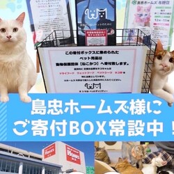 保護猫譲渡会in島忠ホームズ所沢店 サムネイル2