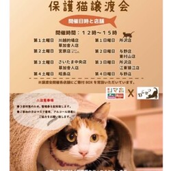 保護猫譲渡会in島忠ホームズ所沢店 サムネイル3