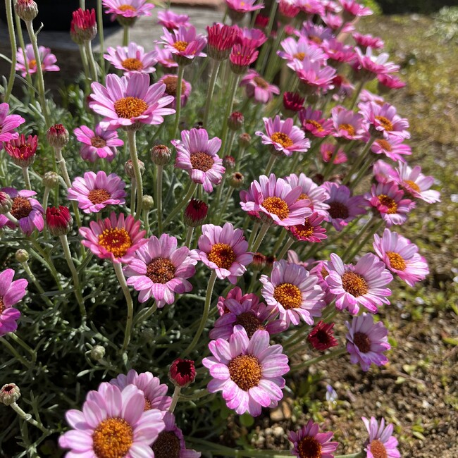 momoyuu1212のカバー写真