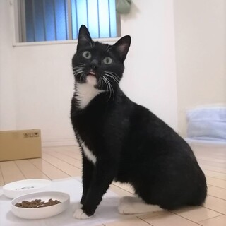 幾多の猫を幸せにしてきた天才猫テレサ