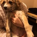 雑種の子犬　①オス　