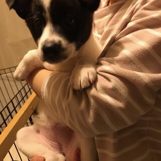 雑種の子犬➁　かわいい子