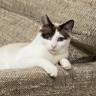 ブルーアイの美しい男の子【譲渡会参加】