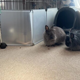 うさぎ　ライオンラビット 親子（メス2羽）