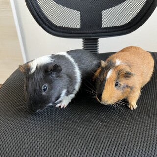 モルモット 2匹（オス）