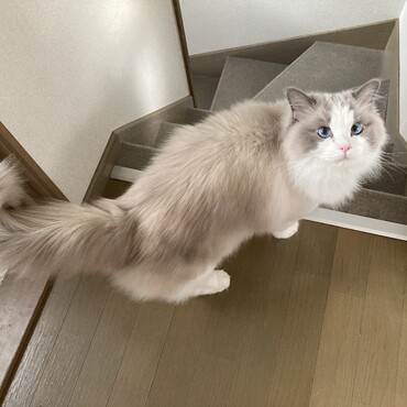 ご縁がありました。綺麗な目をした男の子です。