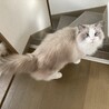 ご縁がありました。綺麗な目をした男の子です。
