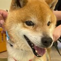 成犬マリモくんの優しいお家を探しています
