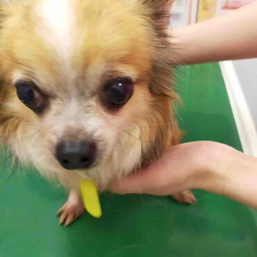 初めての受診。じっとしてて褒めていただきました！