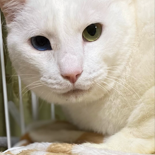 珍しいブルー＆グリーンオッドアイ