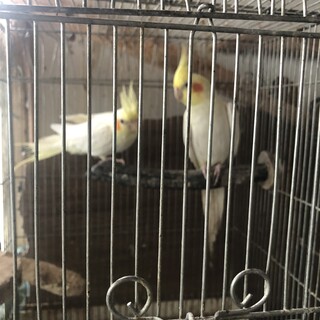 可愛いオカメインコペア