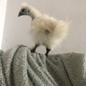 可愛い烏骨鶏