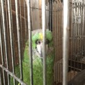 高齢のボウシインコです