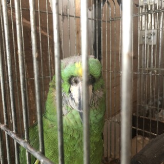 高齢のボウシインコです