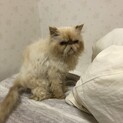 ヒマラヤン　のんびり屋さんです