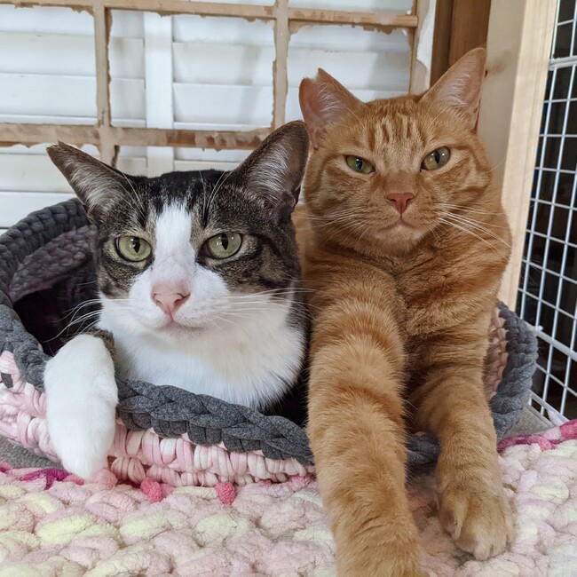 はなちゃんと保護猫たちのカバー写真