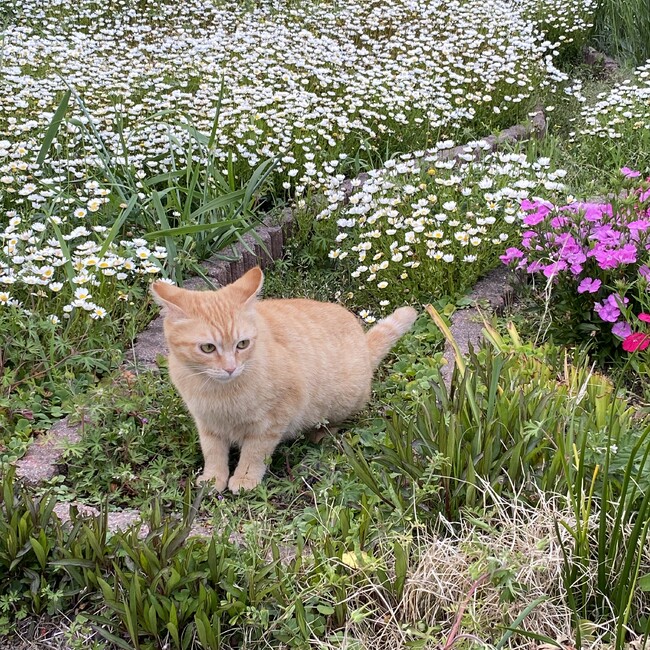WAGU222のカバー写真