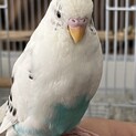 セキセイインコ(2羽)の里親様募集しております