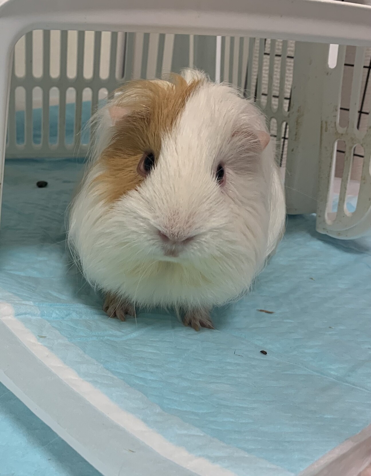 可愛いモルモット一匹 帰 大阪府 小動物の里親募集 ペットのおうち 月間利用者150万人