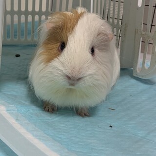 可愛いモルモット一匹(帰国するため大至急)