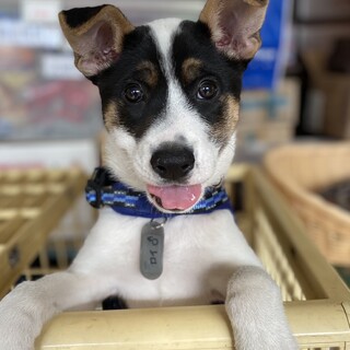 人懐っこいテンくん！