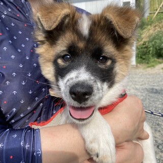 尻尾ブンブンのロットくん