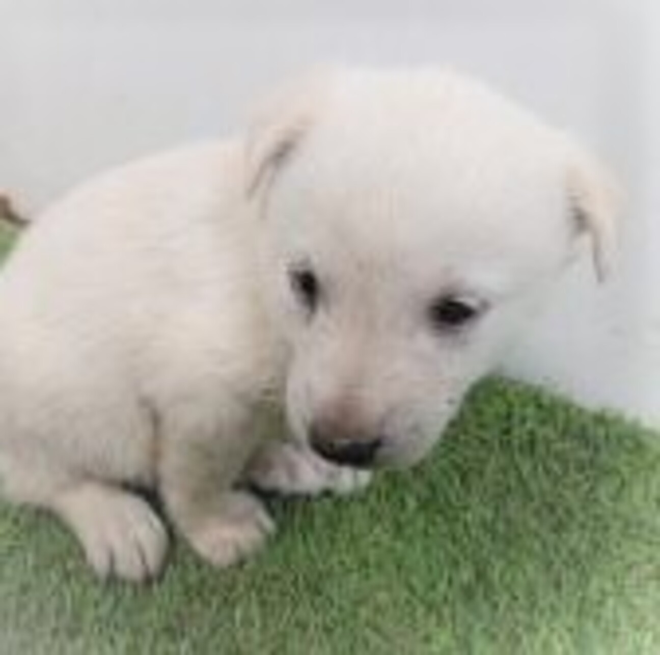 4 3 65 可愛い子犬 山口県 犬の里親募集 ペットのおうち 月間利用者150万人