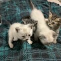仔猫５匹　生後1ヶ月　キジトラ、シロ