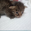 子猫の里親募集　５