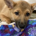 ミルクボラさんが大切に育ててくれたグミちゃん