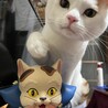 ねこすけけけ
