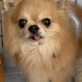 慎重派だけど本来は明るいチワワ♂はな丸くん