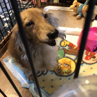 過酷な環境にいたMダックスフント