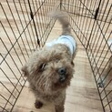 なつっこいトイプードルを保護しました