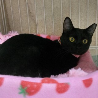 毛艶 つやつや 綺麗な ポノちゃん