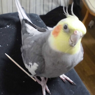 オカメインコ　ノーマル オス
