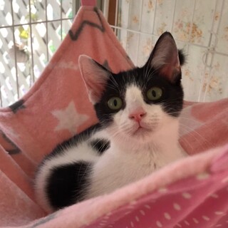 5/8(日)東村山譲渡会参加♪白黒ハチワレのカイ君