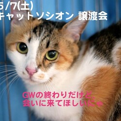 キャットソシオン譲渡会＊第128回