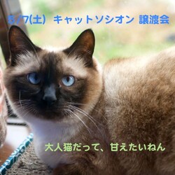 キャットソシオン譲渡会＊第128回 サムネイル2