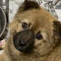 もこもこモフモフ仔犬女の子