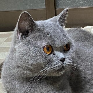 ゴロスリはなちゃんにずっとのおうちを！