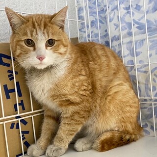 まん丸お顔の可愛い子♡ピノくん