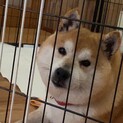 トライアルにつき一旦停止