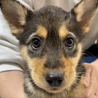 【応募多数一時停止】人が大好き、美人な女の子