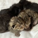 生後1週間の子猫ファミリー 一匹からで大丈夫です