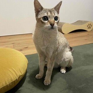 お茶目で甘えん坊なリオンちゃん